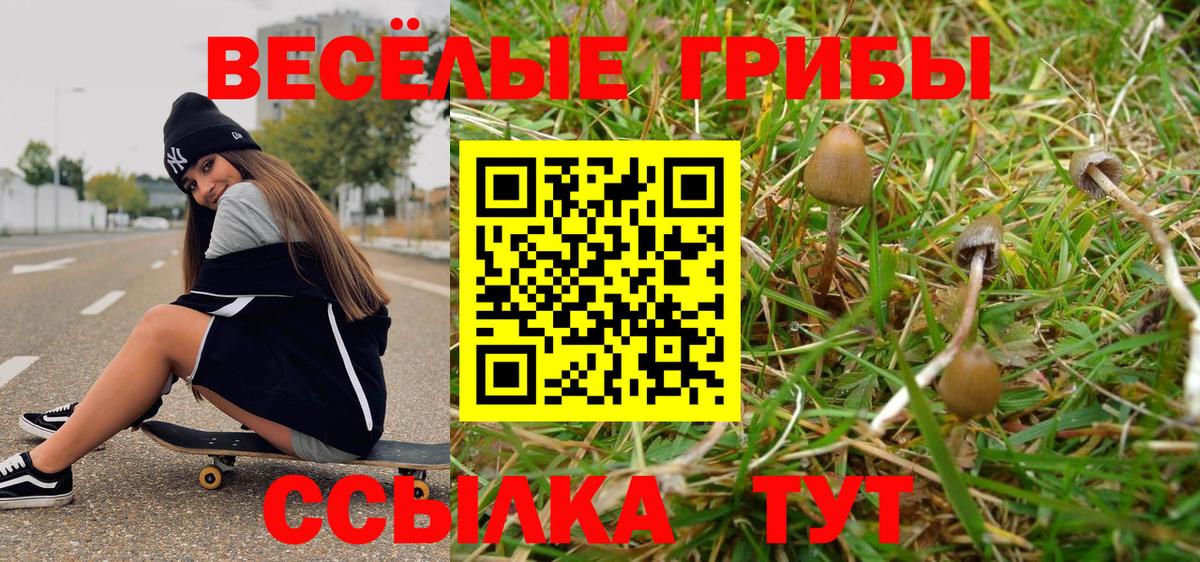 Псилоцибиновые грибы GOLDEN TEACHER  Вход с VPN  Псилоцибиновые грибы Psilocybe  Чита 